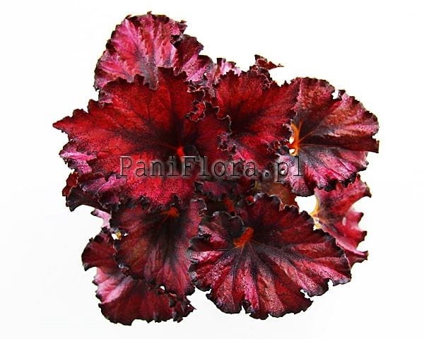 DS-Little Red Riding Hood