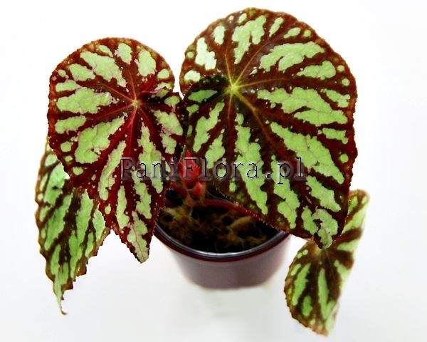 Begonia aff. aiensis