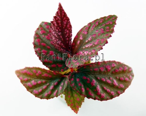 Begonia sp. Hairy Spots