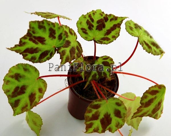 Begonia sp. Padang