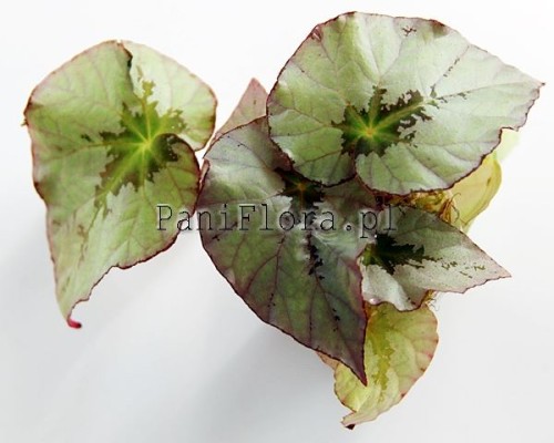 Begonia U489