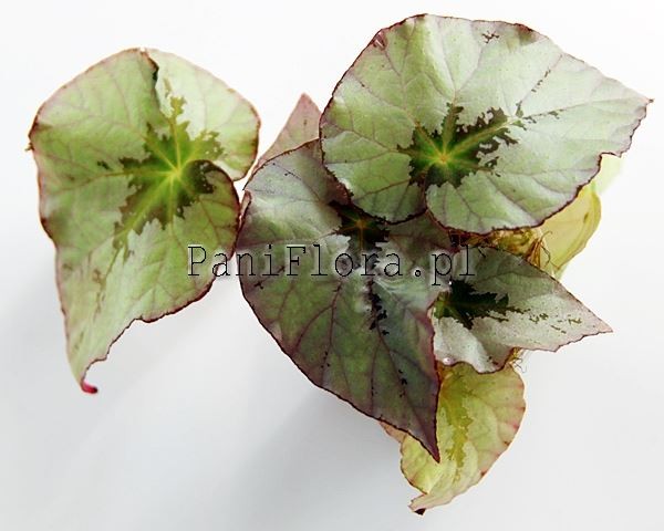 Begonia U489