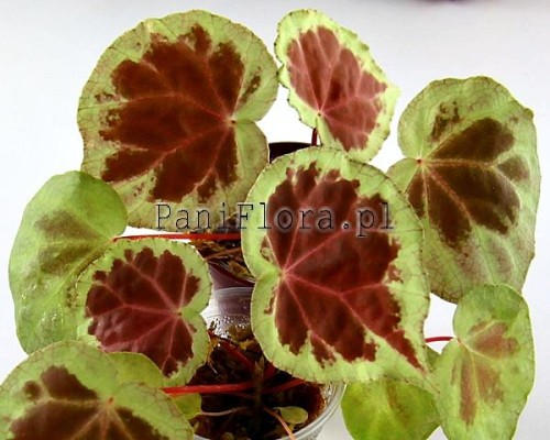 Begonia sp. Dongoranensis