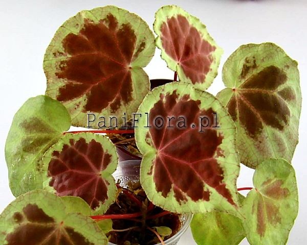 Begonia sp. Dongoranensis