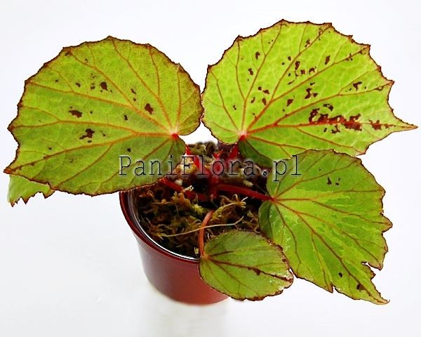 Begonia aketajawensis green