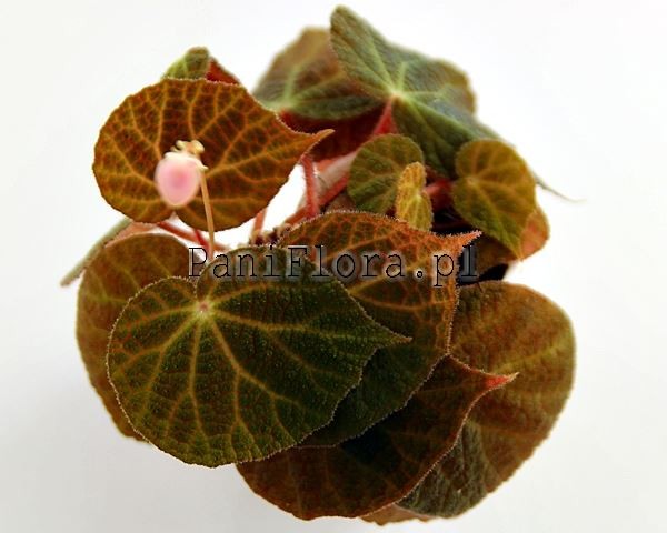 Begonia ningmingensis dark form