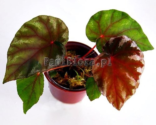 Begonia koksunii