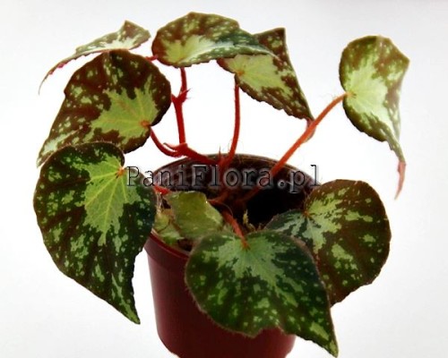 Begonia U074