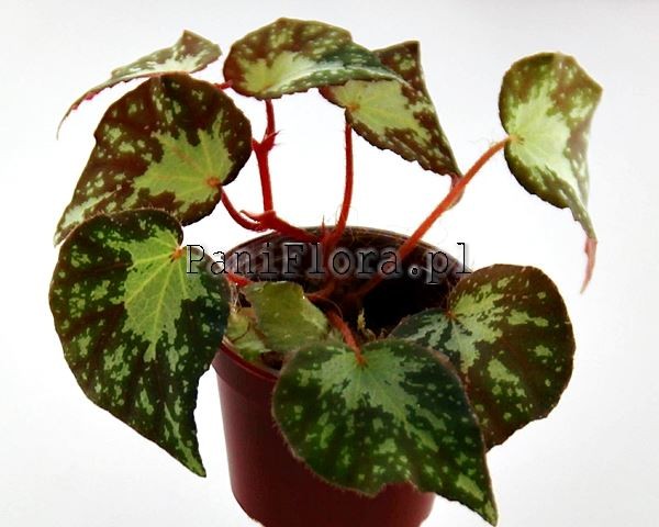Begonia U074