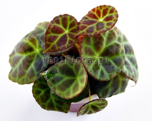 Begonia goegoensis
