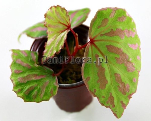 Begonia cf. roseopunctata Senai