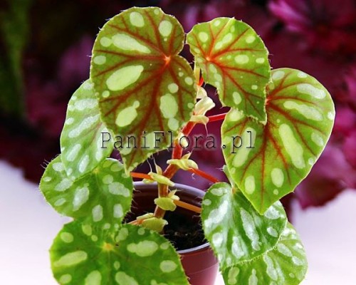 Begonia jiewhoei