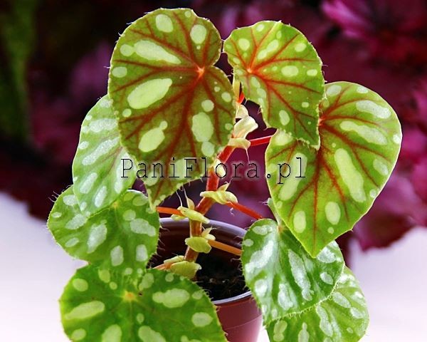 Begonia jiewhoei