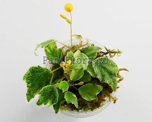 Begonia prismatocarpa variegated