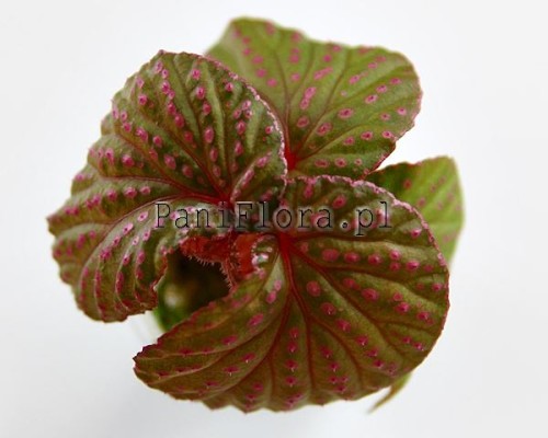 Begonia sp. Saripoi
