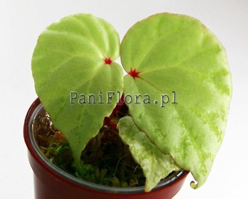 Begonia sp. Indonesia white