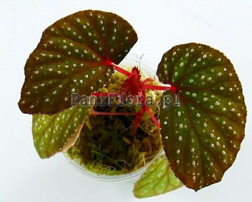 Begonia sp. Dark Tawau
