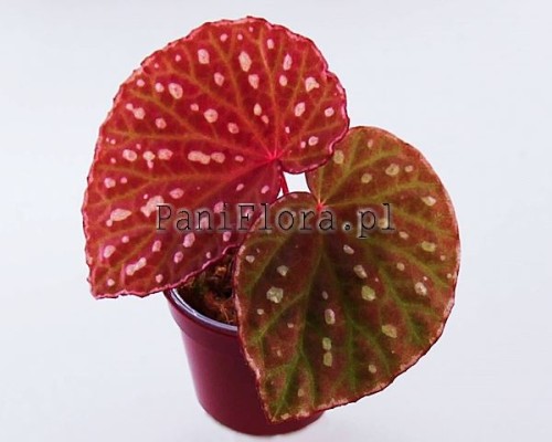 Begonia Belle NN