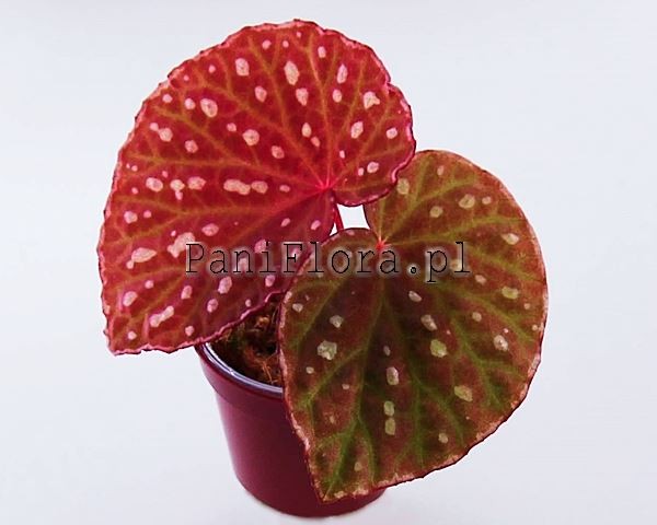 Begonia Belle NN