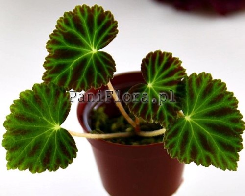 begonia pearcei
