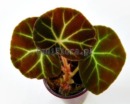 Begonia olsoniae