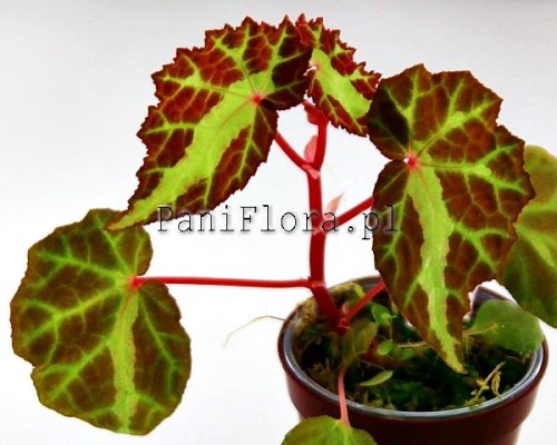 Begonia colorata
