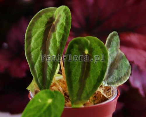 Begonia dinhdui