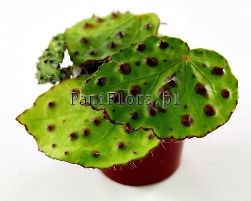 Begonia melanobullata