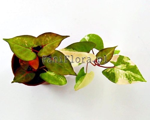 Fallopia