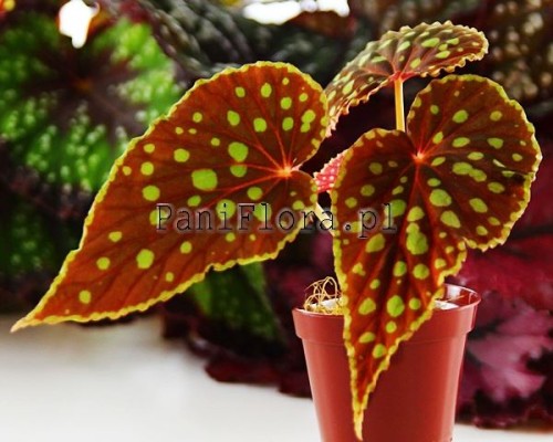 Begonia chlorosticta