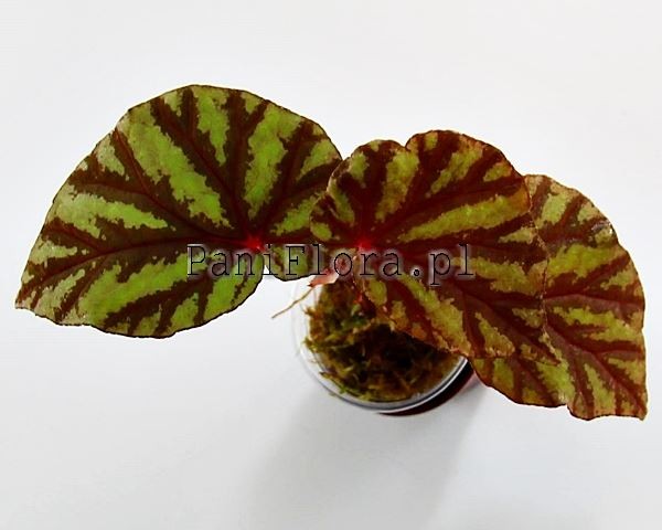 Begonia Irian Jaya