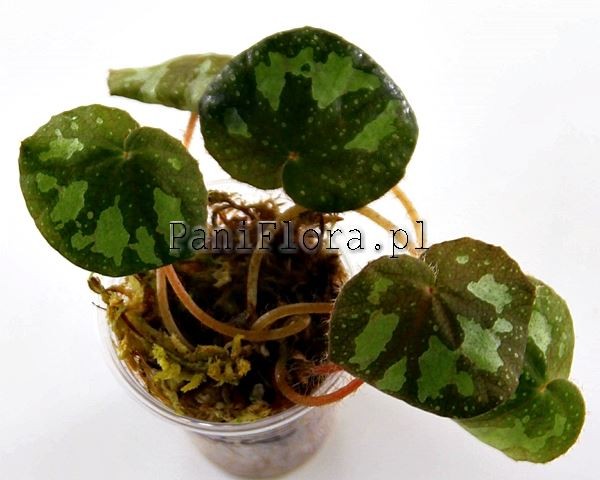 Begonia mashanica