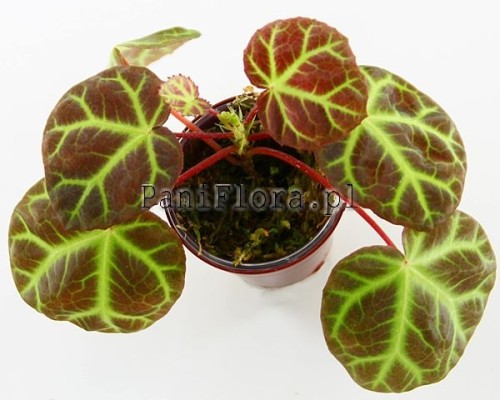 Begonia sp. Aceh typ 1