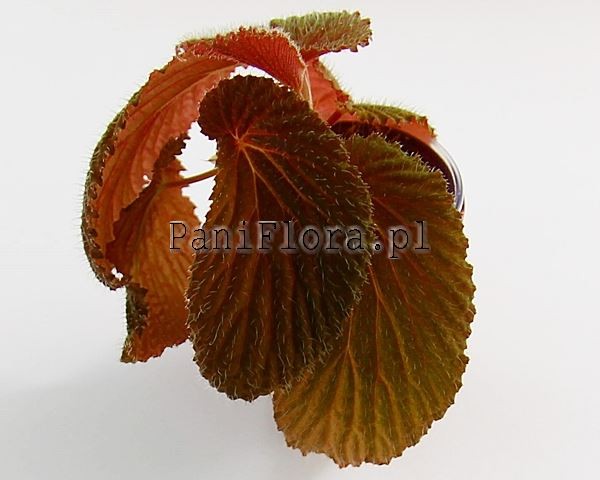 Begonia U688