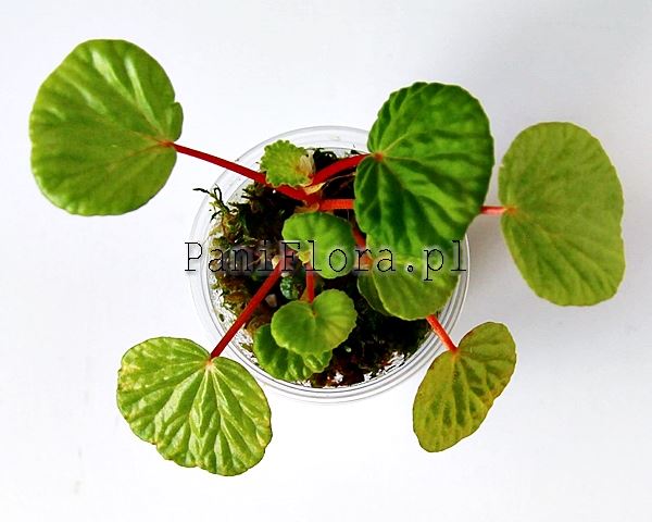 begonia crispula