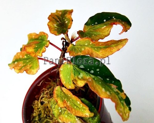 Begonia Dainty Spray Sport