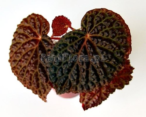 Begonia dracopelta x baik
