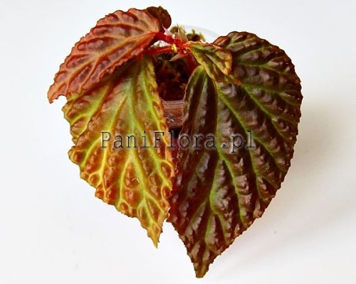 Begonia dracopelta x metallicolor