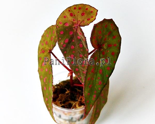 Begonia malachosticta