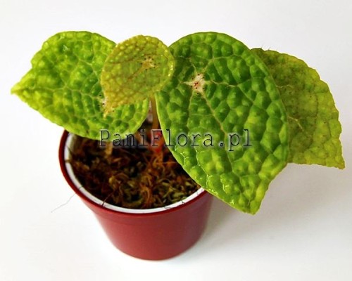 Begonia microsperma