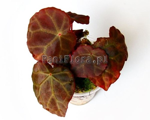Begonia Mumtaz