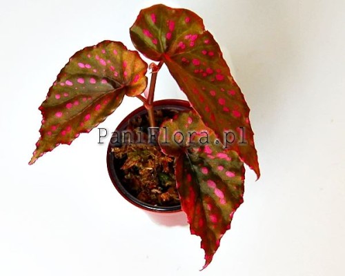 Begonia negrosensis