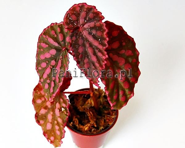 Begonia negrosensis x chlorosticta