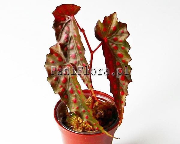 Begonia negrosensis x amphioxus