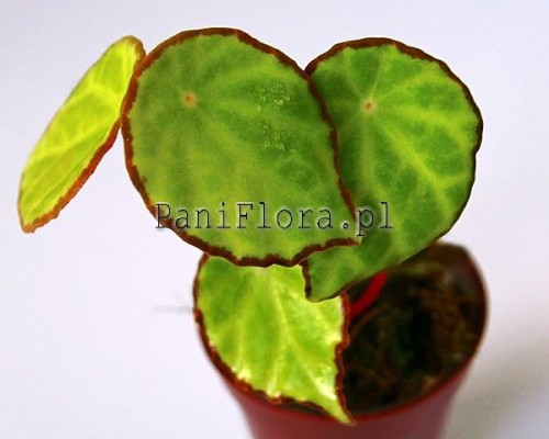 Begonia scapigera