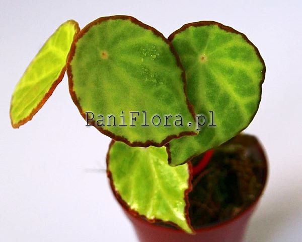 Begonia scapigera
