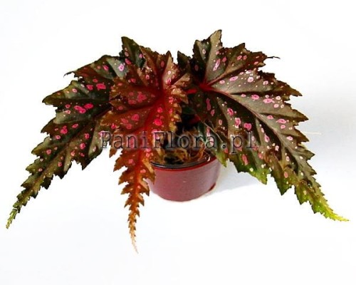 Begonia serratipetala