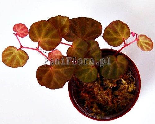 Begonia sp. Sarawak
