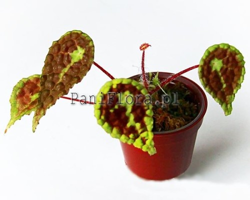 Begonia U690