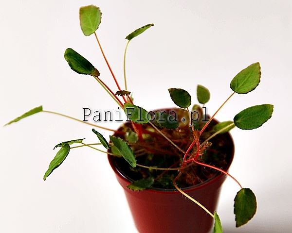 Begonia vankerckhovenii